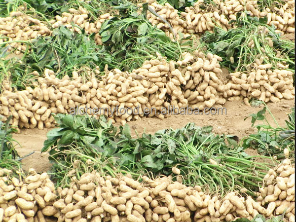 chinese-peanuts-products-china-chinese-peanuts-supplier