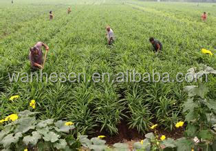 cheap price ginger, fresh ginger, half dry ginger -air dry ginger