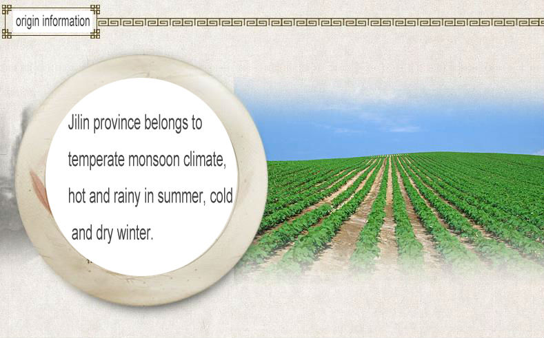 Dry high quality bulk green mung bean specification with a good price