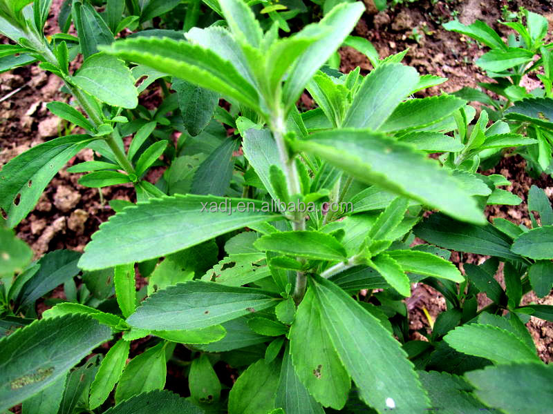 High Quality Stevia Extract,Stevia Extract,Stevia Extract Powder