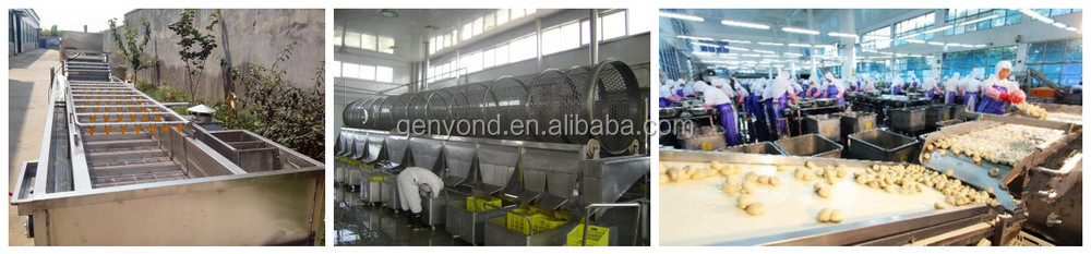 Fully automatic canned mushroom processing plant/ canned vegetables production line