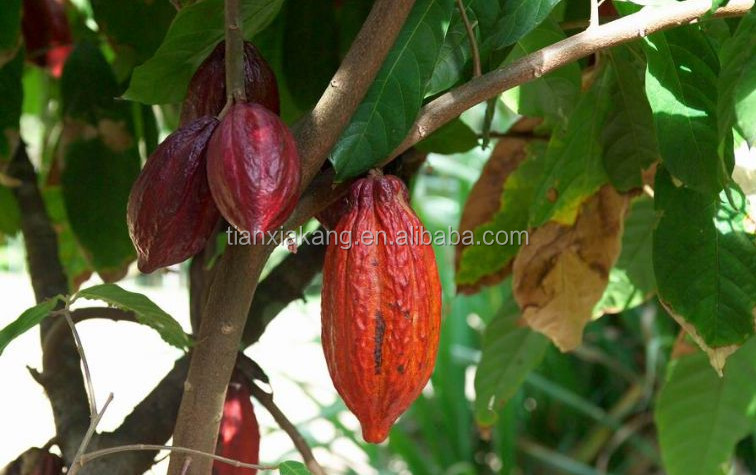 Hot Selling 100% Natural Pure Cocoa Powder 10%-20% Theobromine Cocoa Bean Extract Powder, Organic Cocoa Powder