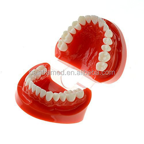 dental study model