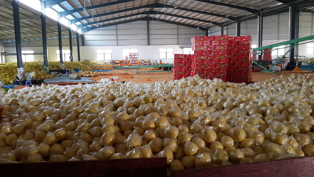 Chinese fresh shaddock/pomelo from direct factory sales