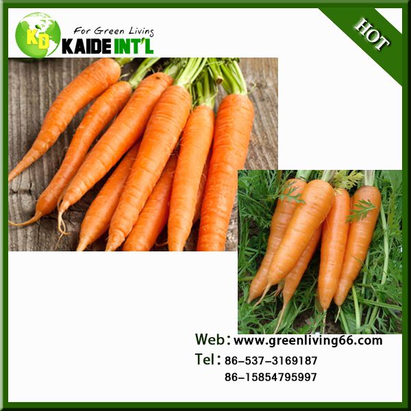 Specifications Of Fresh Carrots