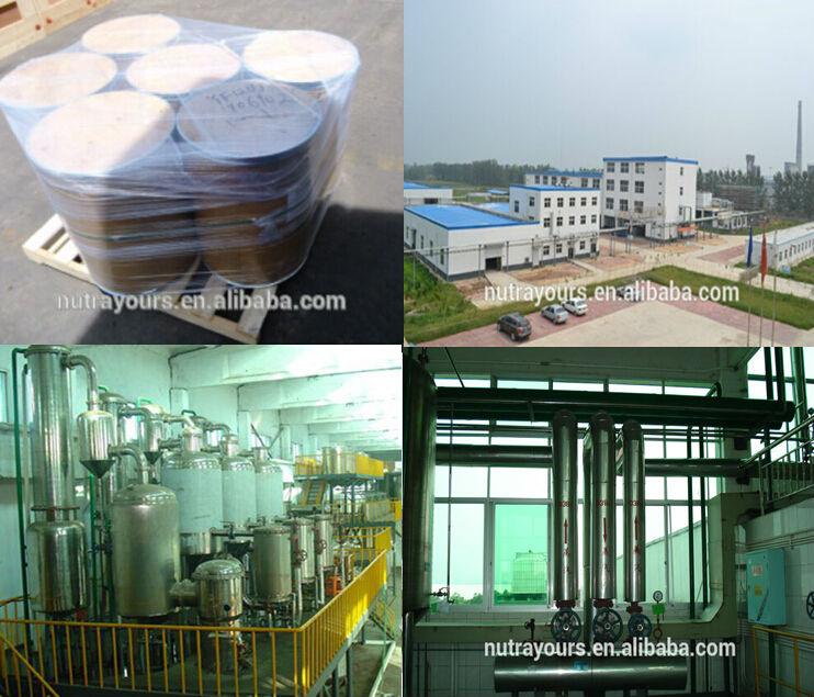 High Quality Cocoa Bean Extract Cocoa Powder