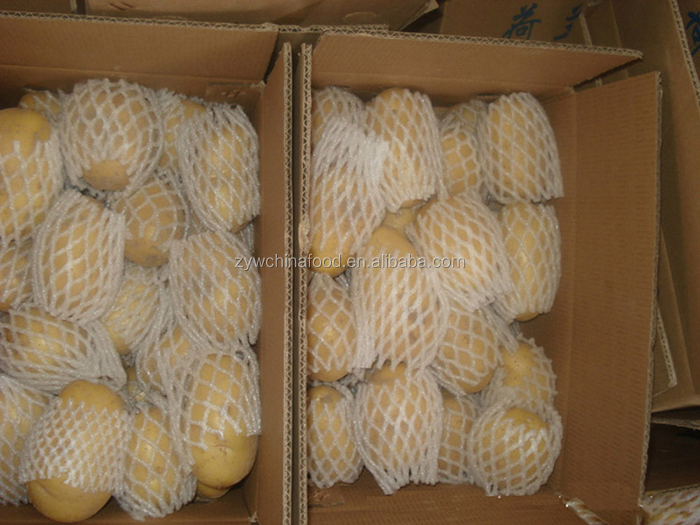 Chinese Fresh Potato / Sweet Potato / Holland Potato Exporter