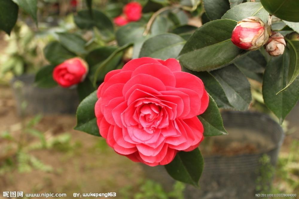 Detail Feedback Questions about 100% pure plant base oil Essential oil skin care Camellia oil DIY handmade soap raw materials eliminating stretch marks shiny on Aliexpress.com - alibaba group - _