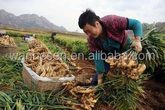 air dry ginger - fresh ginger market in China