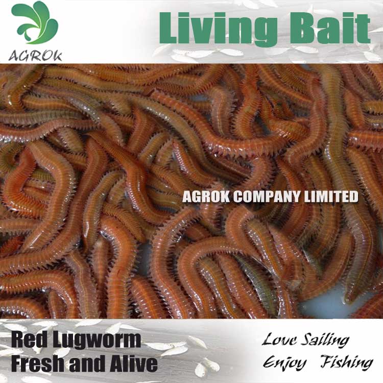 live fishing bait lugworm Polychaete wholesale photo and picture