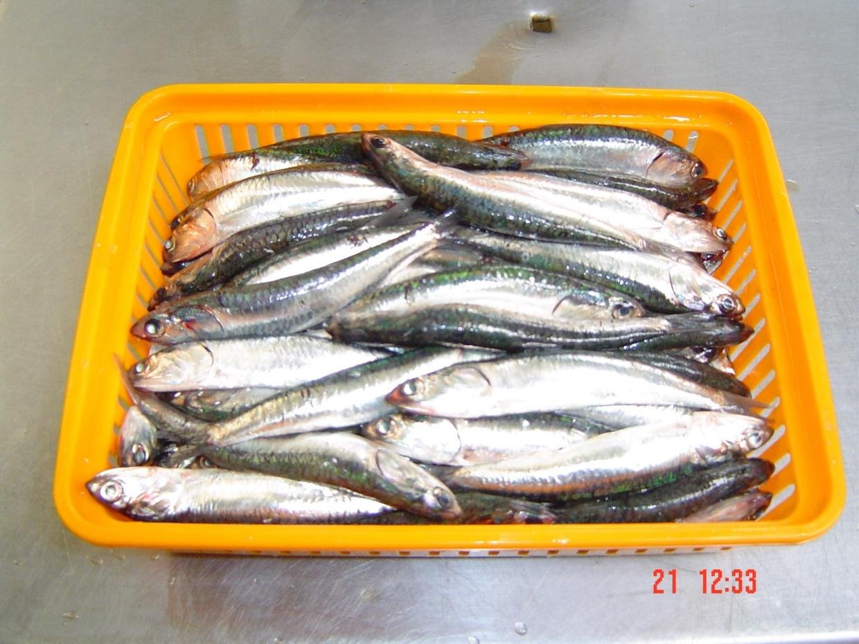 Anchovy Bait Buy Bait Product on