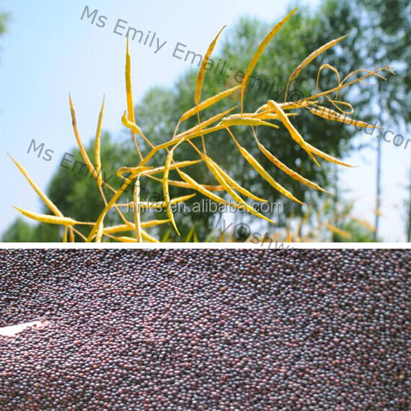 rape seed thresher 5.jpg