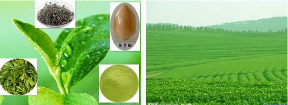 Tea polyphenols 98%/Tea extract/anti-aging/catechine/Protocatechuic aldehyde/