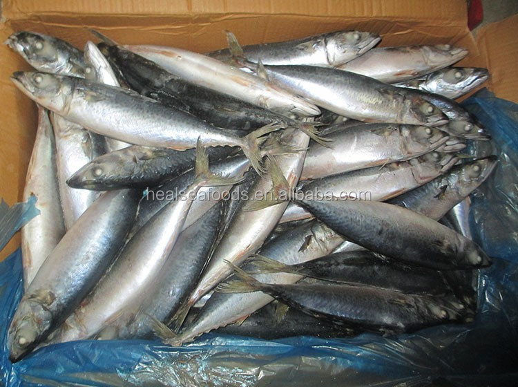 thailand market export tuna fish.jpg