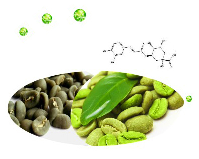 green coffee bean extract