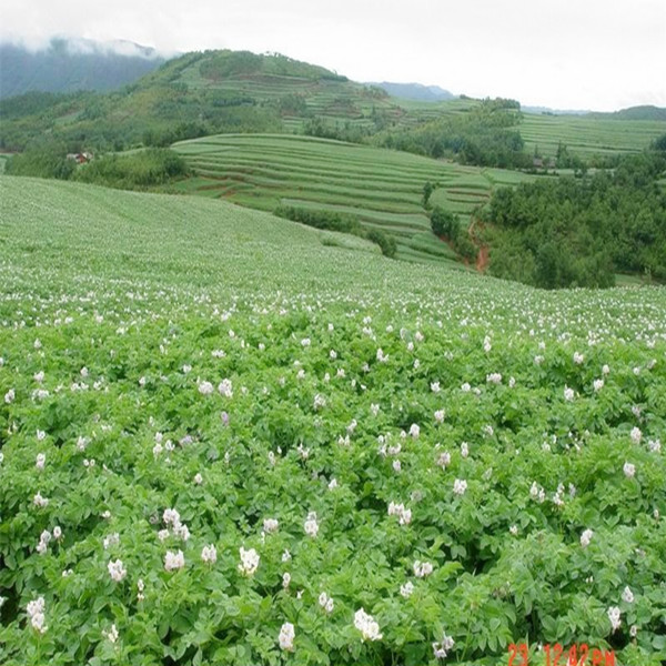 Potatoes from productive quality in northwest China