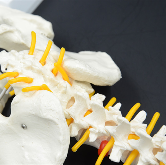 plastic medical spine model