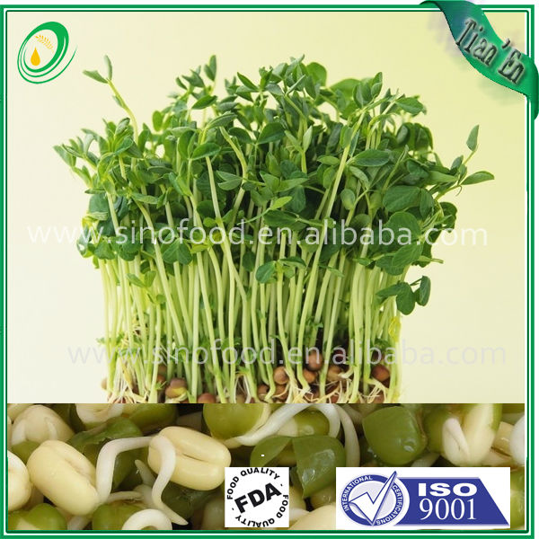 2013 new crop green mung bean with high quality and competitive price