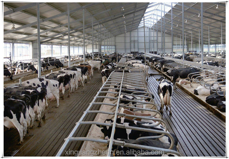 Steel structure dairy cow shed turnkey project design ...