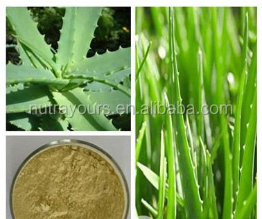 New Product Aloin Extract With Competitive Edge, Aloe Vera Powder