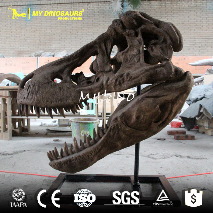 fossil skull.jpg