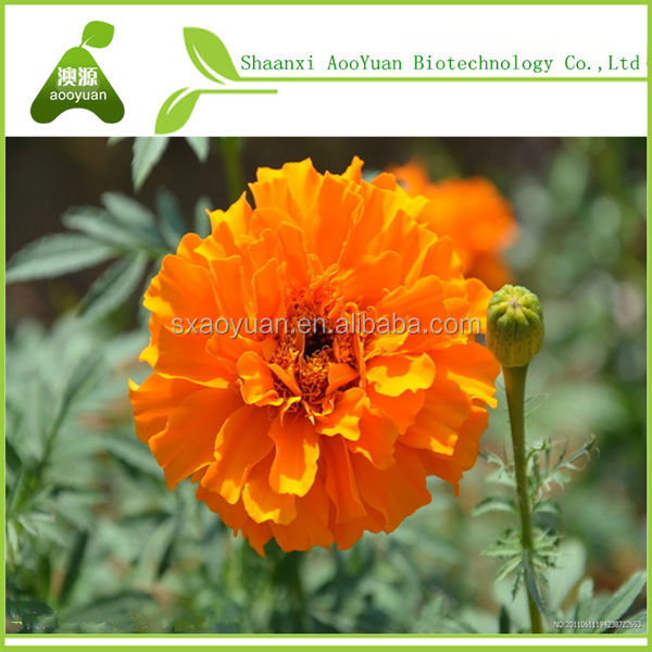 Marigold extract zeaxanthin 5% HPLC