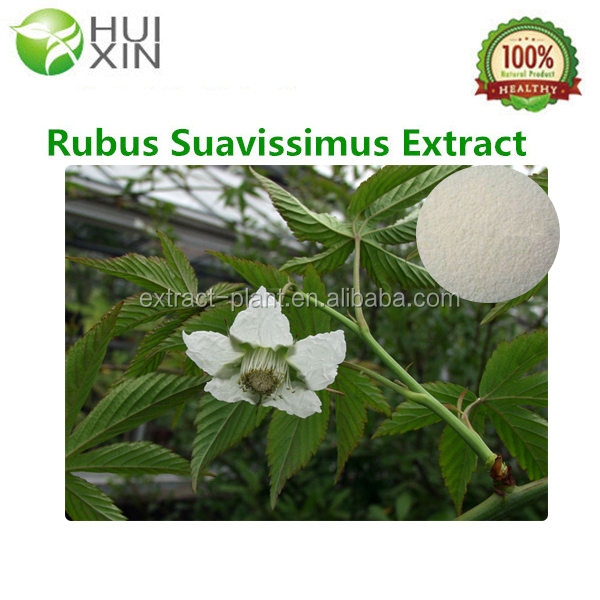 Free Samples Sweet tea extract 20%-80% Rubbusoside