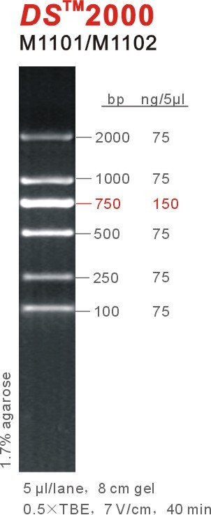 DS2000.jpg
