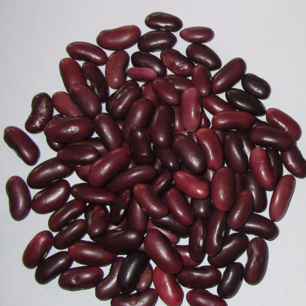 Виды Фасоли С Фото – Telegraph