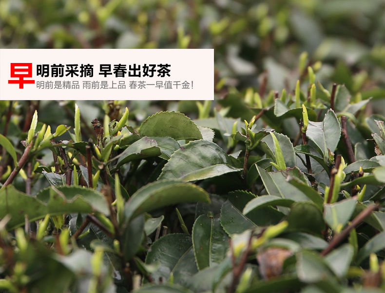 High quality green tea zhuyeqing,China JSZY price supplier 21food