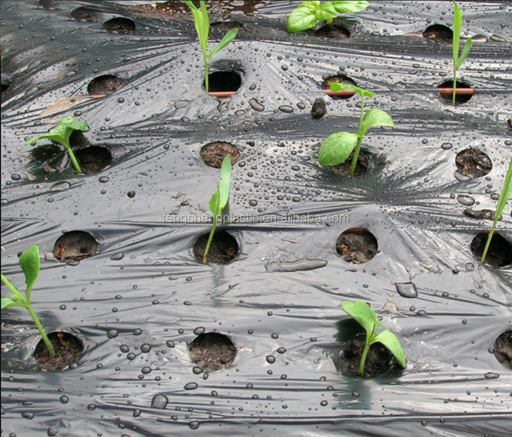 Plastic Mulch Film Punch Holes Garden Mulch Film Buy Agricultural
