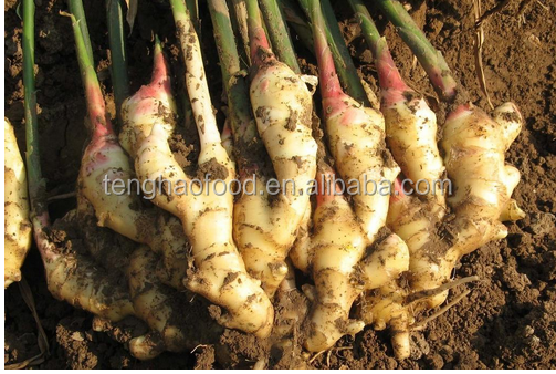 fresh ginger plant.png