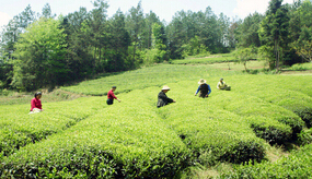 40% Tea Polyphenols for healthy or drinking black tea extract powder