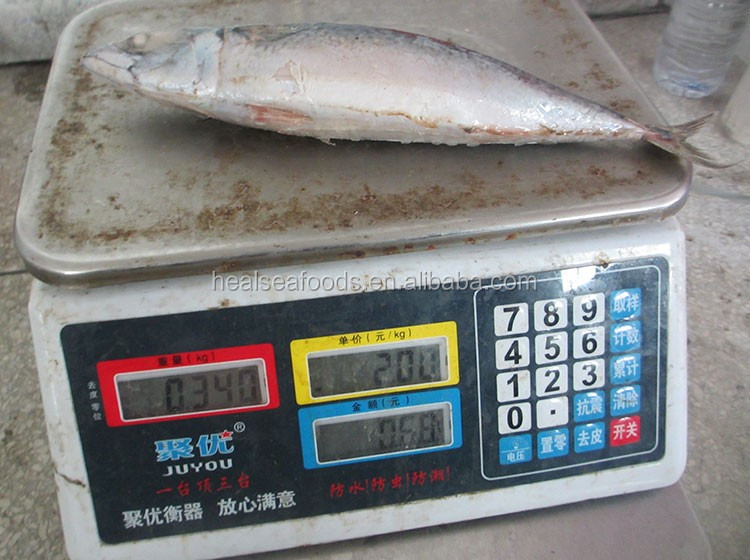 thailand market export tuna fish (1).jpg