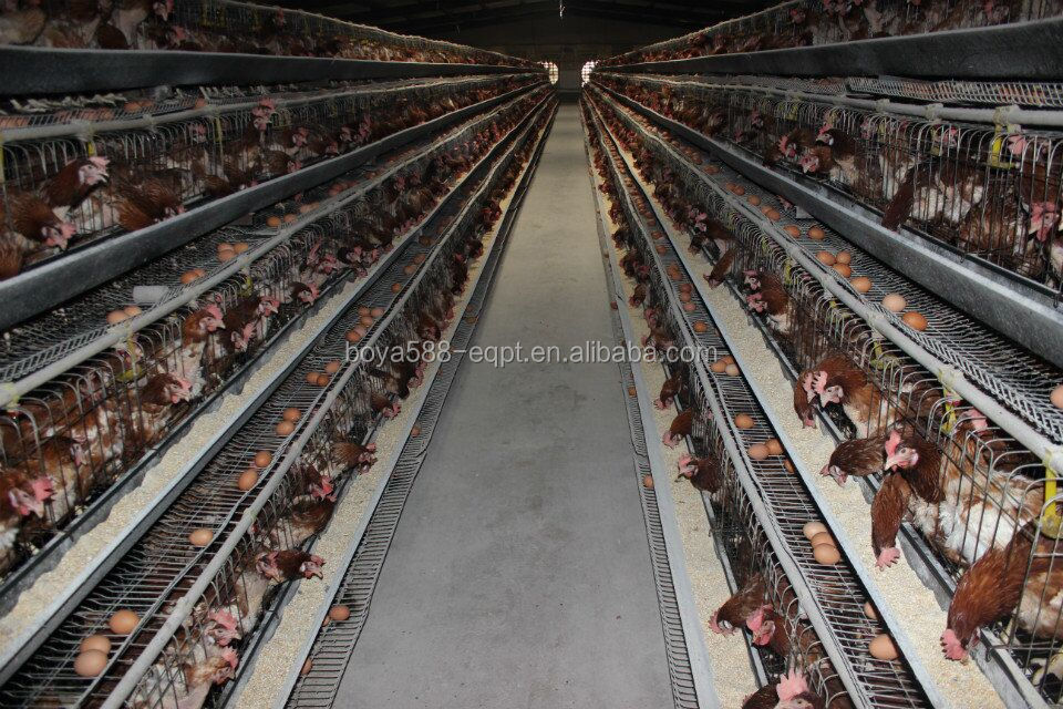 Building A Chicken Run