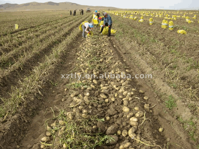 Fresh Holland potato from Shandong