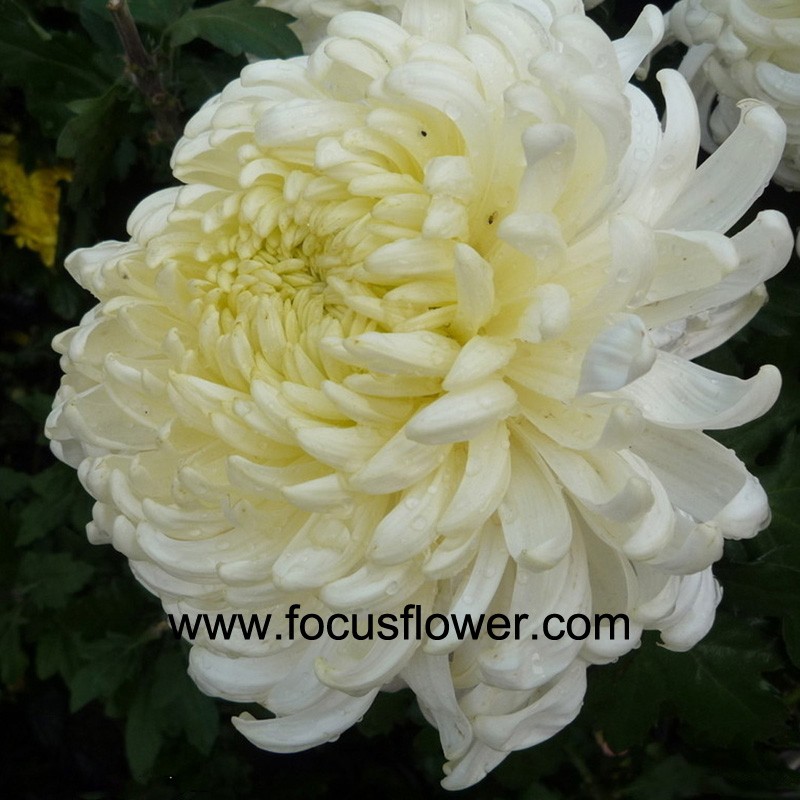 Export Fresh Cut Chrysanthemum Flower Ecuador Wholesale Flowers Single
