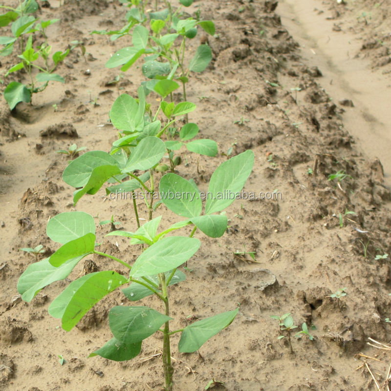 IQF GREEN SOYBEAN Frozen Edamame