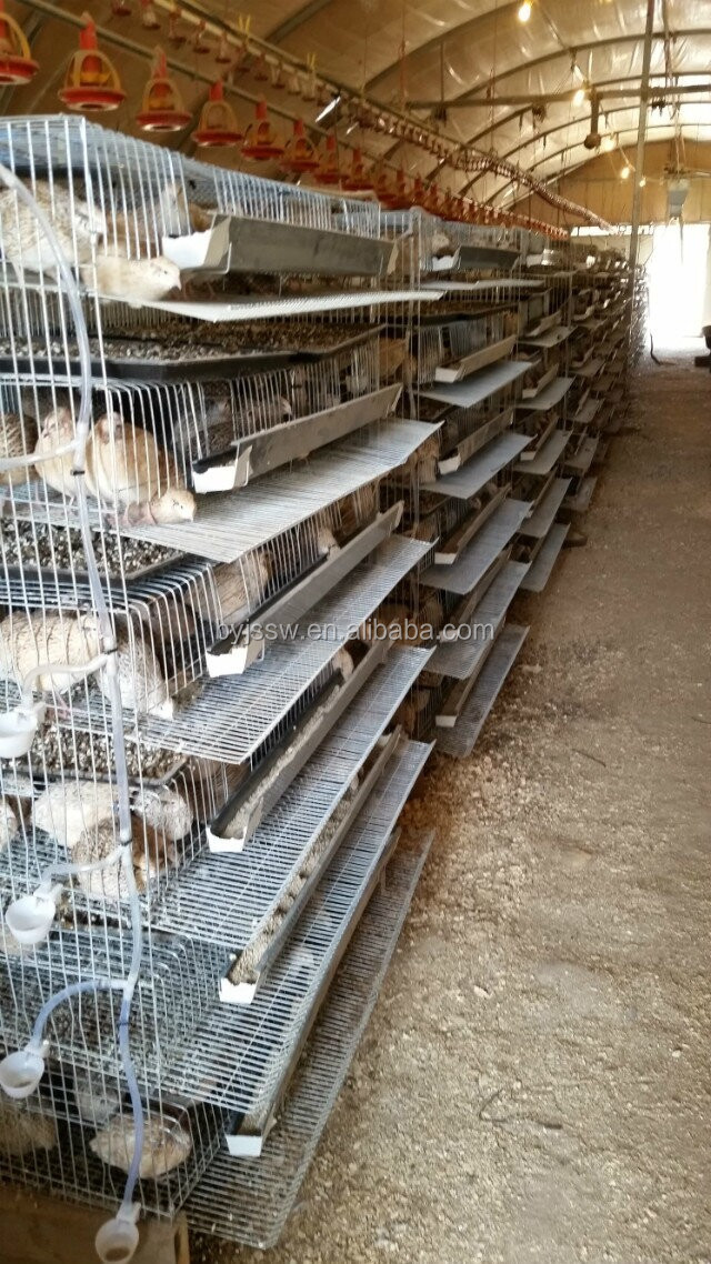 quail cage-100.jpg