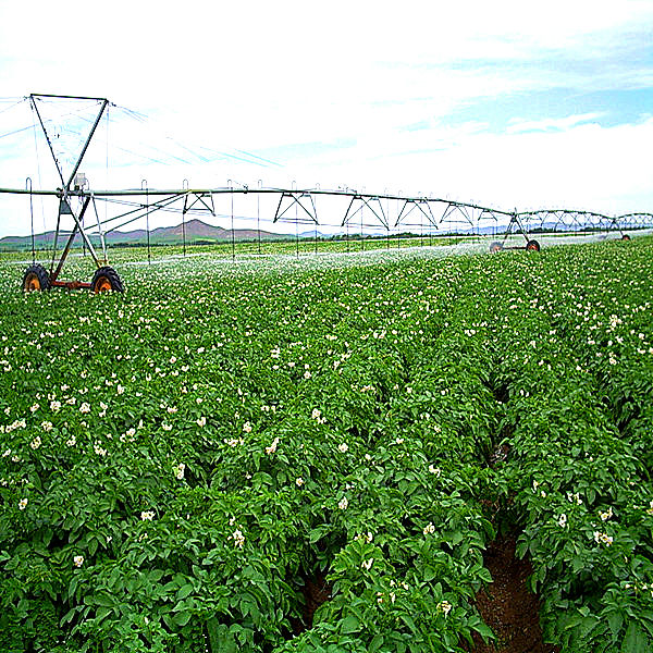 Healthy vegetables new fresh russet potato, enjoy life