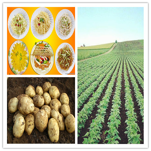 High quality, low price, a new listing New fresh potato