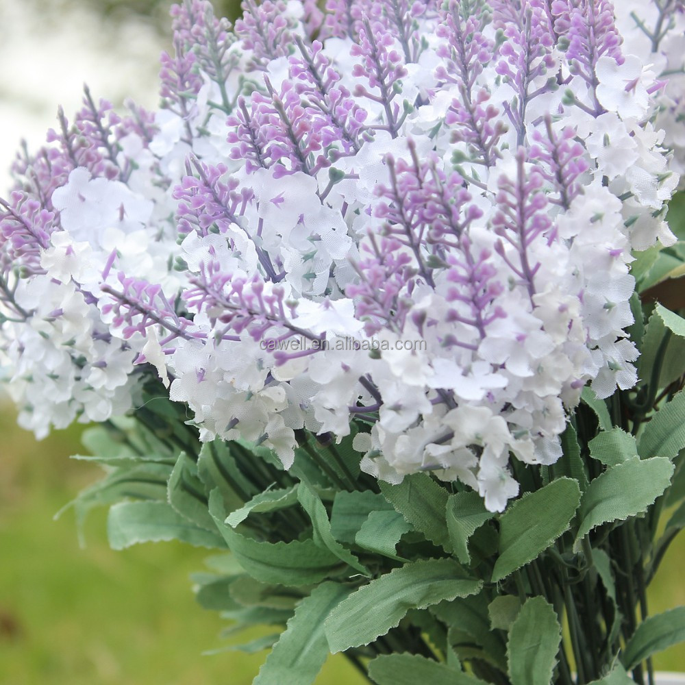 top 28 buy lavender flowers growing lavender planting caring for lavender plants buy top 28 buy lavender flowers growing lavender planting caring for lavender plants buy