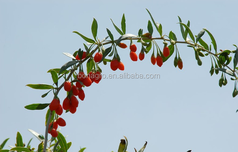 Ningxia traditional dried goji berry