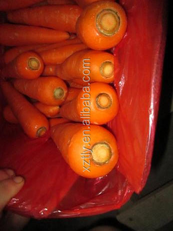 2014 fresh carrot with good quality