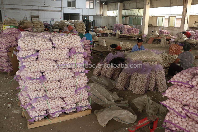 Pure White Garlic / Fresh Garlic / Normal White Garlic