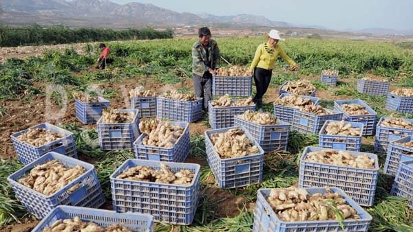 US export standard ginger factory export directly