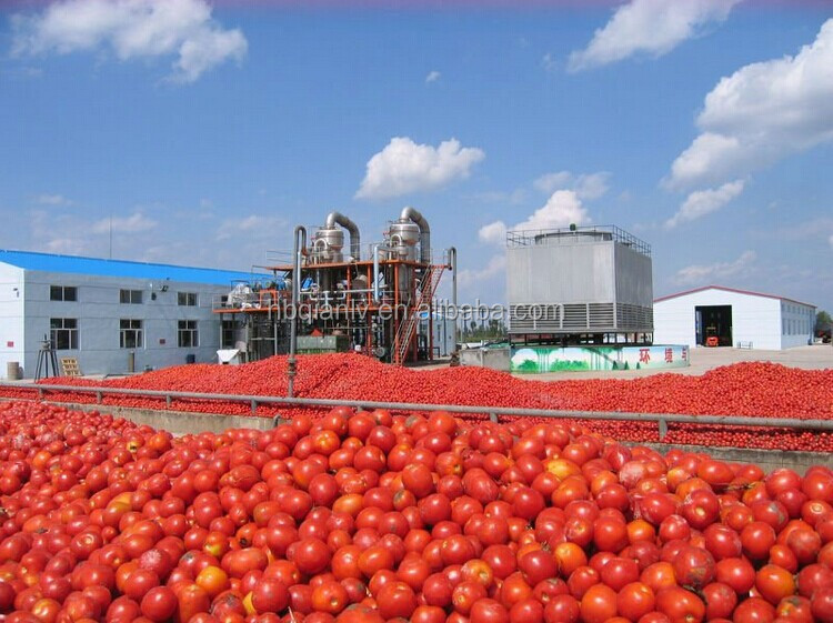 tomato paste plant