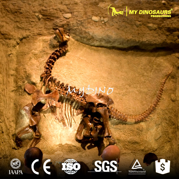 dinos fossil wall3.jpg