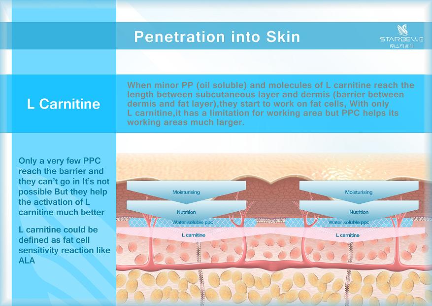 lipoessephosphatidylcholineppcクリームを痩身ボディ形状 問屋・仕入れ・卸・卸売り