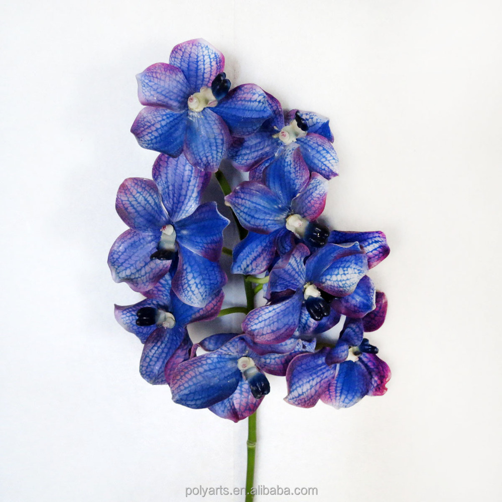 Real Blue Orchid Flower